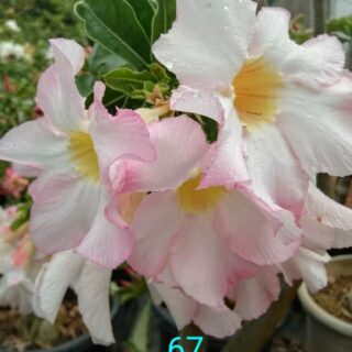 adenium plant 67
