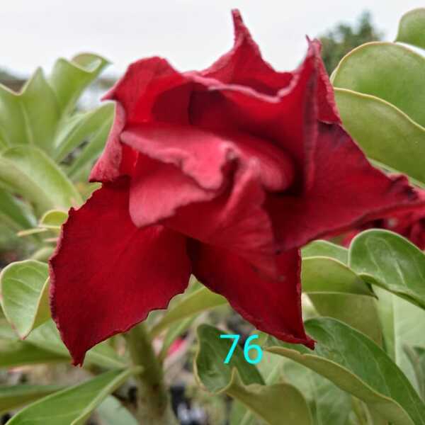 Adenium plant 76