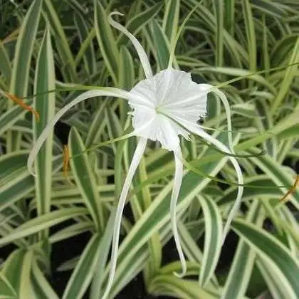 Spider Lily Variegated | Hymenocallis Caribaea Variegated- Bulb