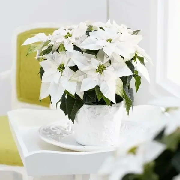Poinsettia White