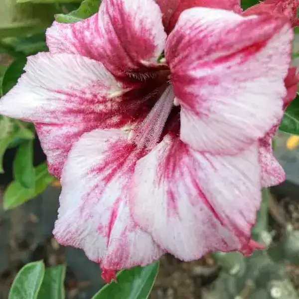 Adenium Plant - 51