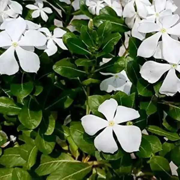 Vinca Plant White