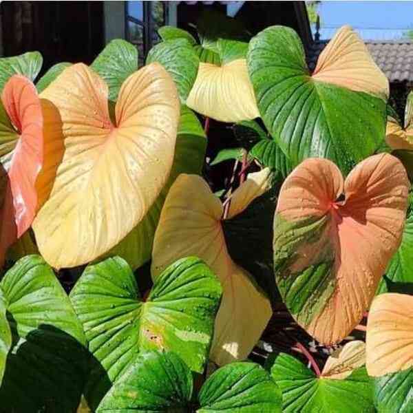 Philodendron homelomena tricolour full varigated