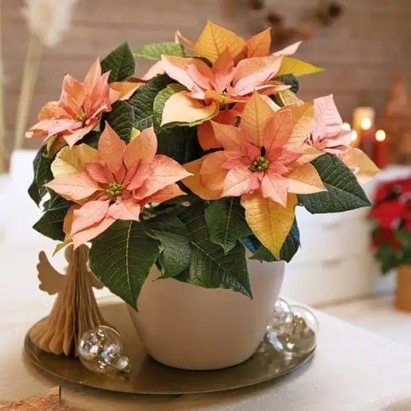 Orange Poinsettia