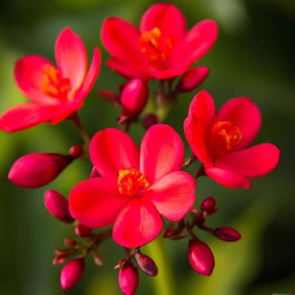 Jatropha Plant