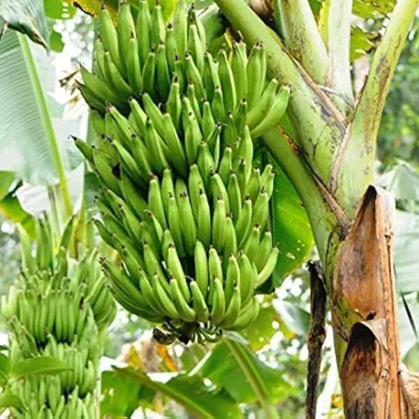 Nendran Swarnamukhi Banana