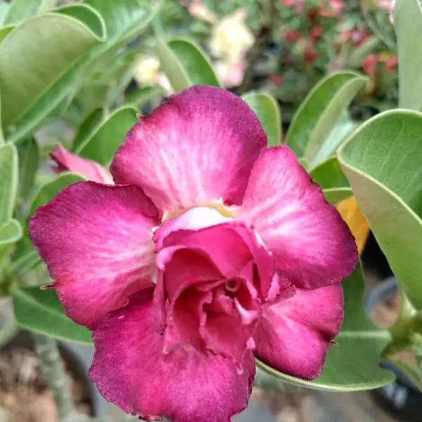 Adenium Plant - 52