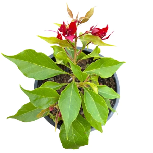 Ruby Red Bougainvillea