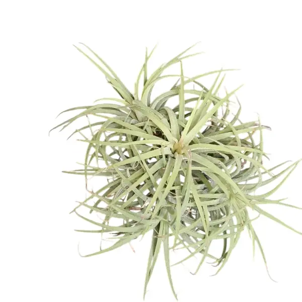 Tillandsia Green Snow