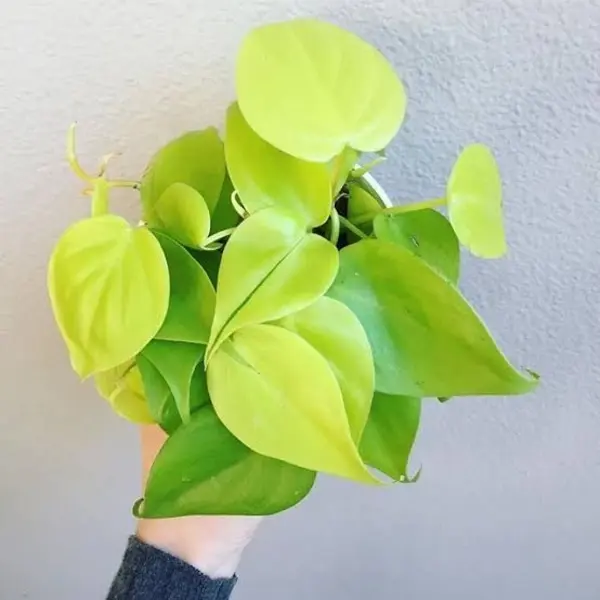Philodendron Neon