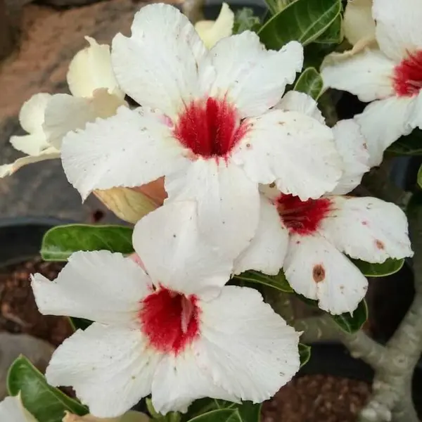 Adenium Plant -54