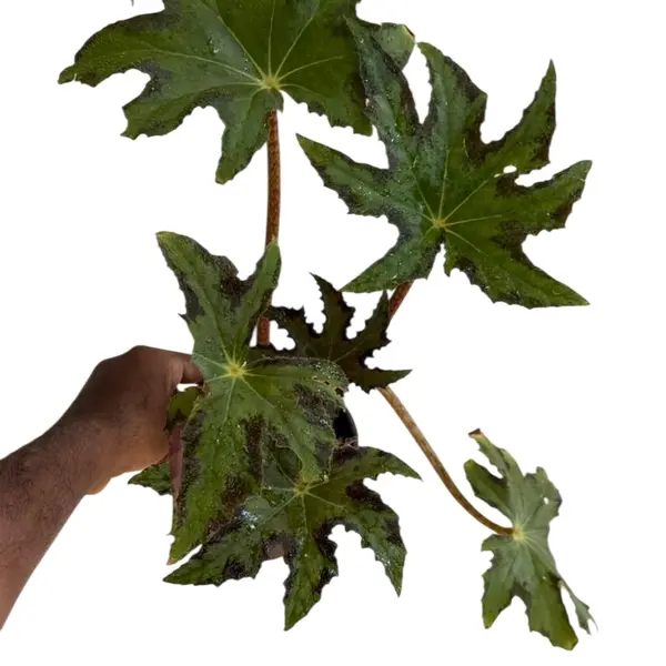 begonia heracleifolia