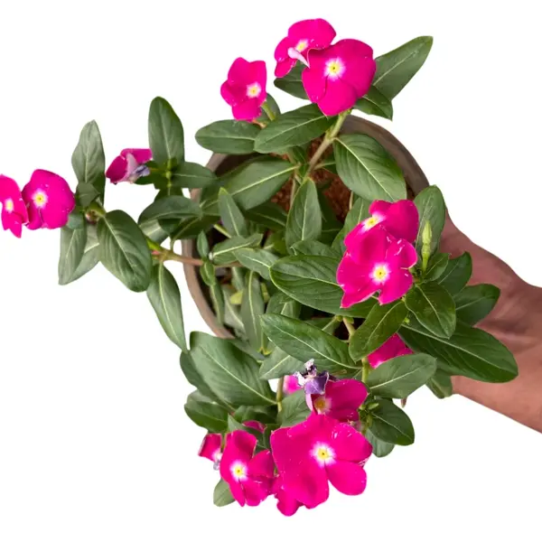 Vinca Plant Pink Flame