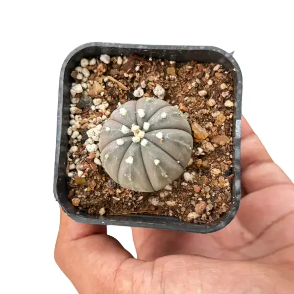 Astrophytum asterias Purple