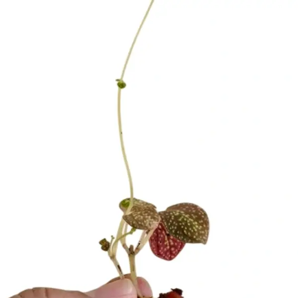 Sonerila Sp Trailing Star