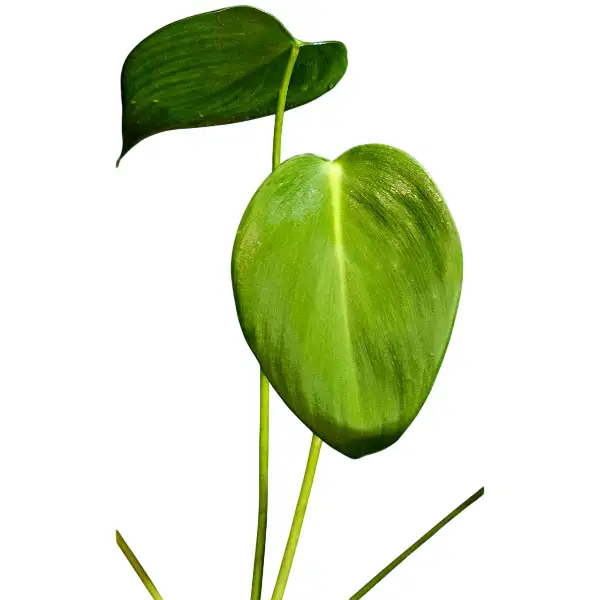 Homalomena Sweet Love Borneo