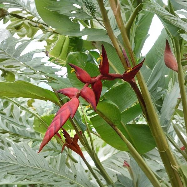 Heliconia Curtispatha