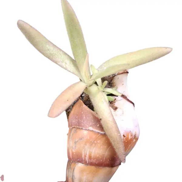 Aphrodite x Gigantea