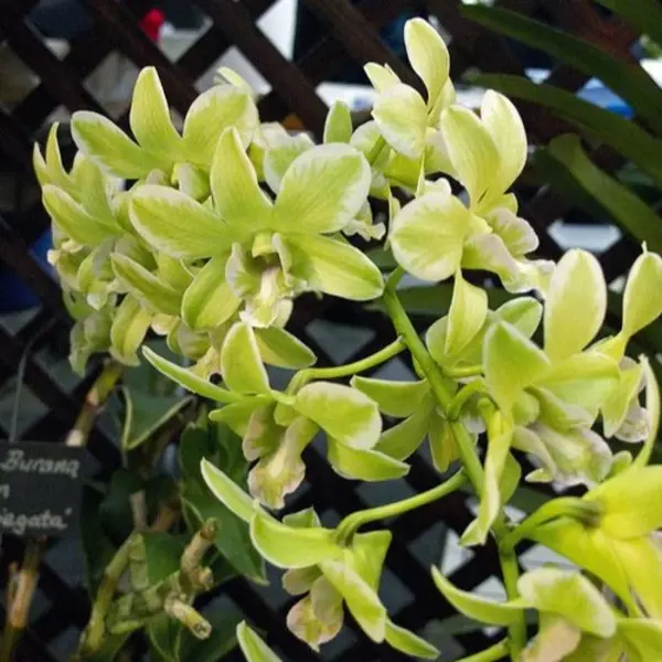 Dendrobium Burana Green Variegated