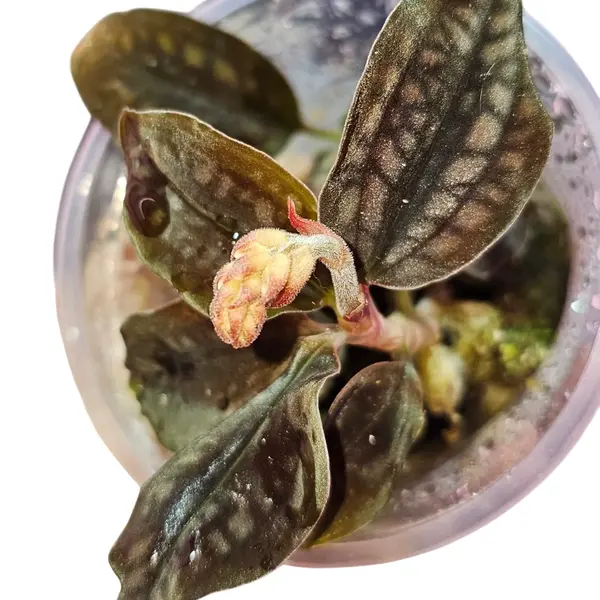 Jewel Orchid Cystorchis Black Verigata