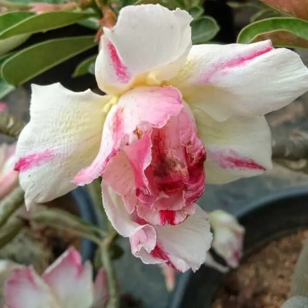 Adenium Plant -60