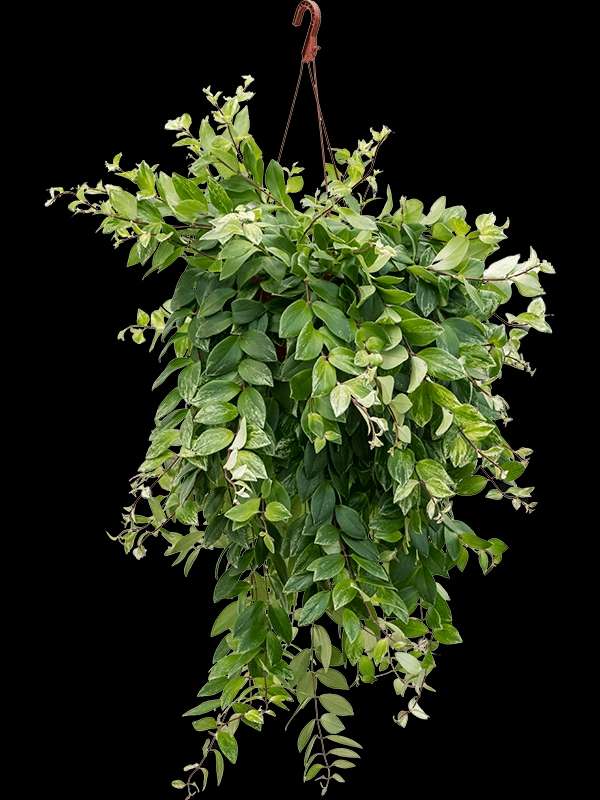 Lipstick Plant Variegated - Image 2