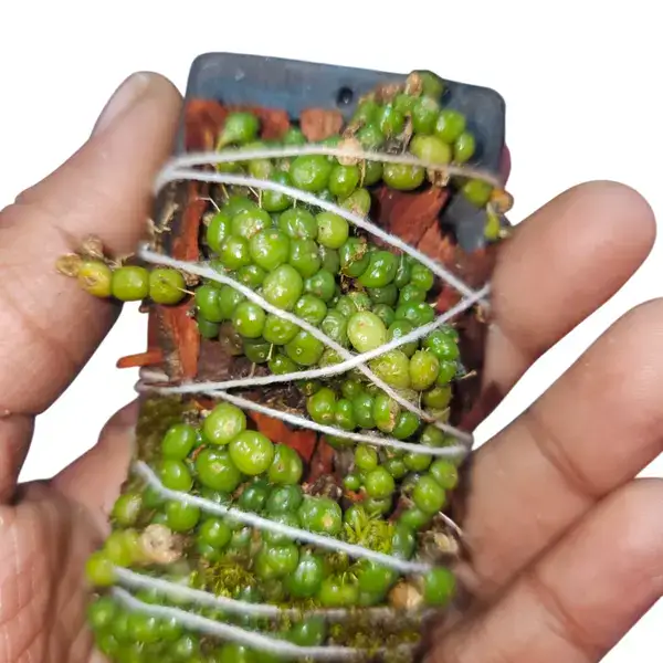 Bulbophyllum Moniliforme