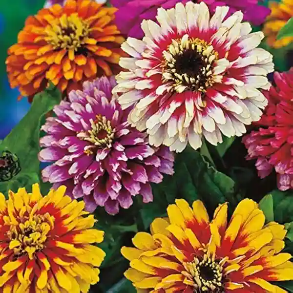 Zinnia