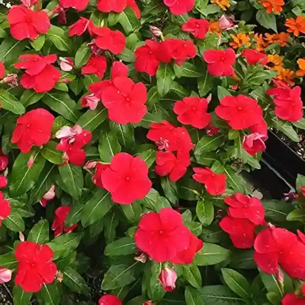 Vinca Plant Red