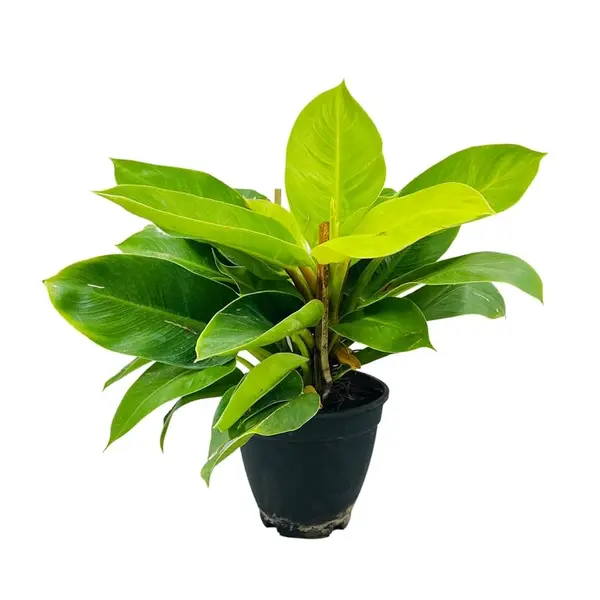 Philodendron Moonshine