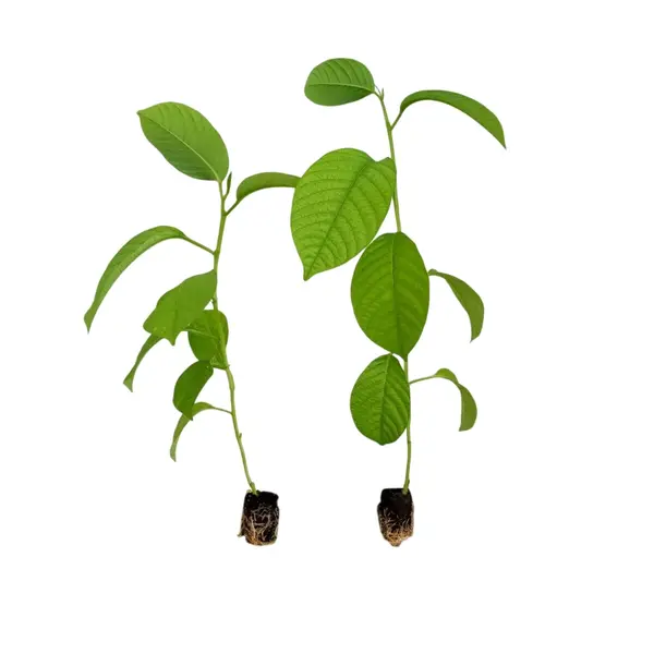 Giant Granadilla Passionfruit