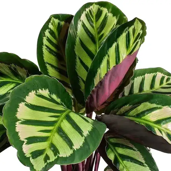 calathea roseopicta illustrious