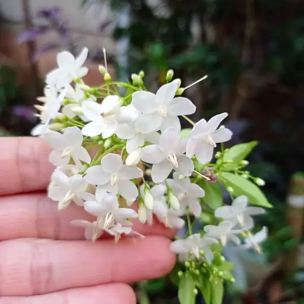 Wrightia tinctoria (Water Jasmine)