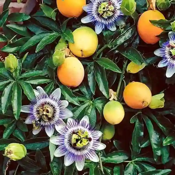 Yellow Passion Fruit Plant
