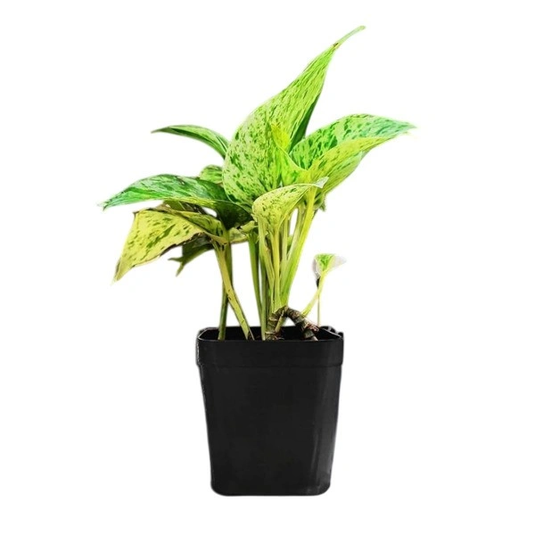 Marble Queen Pothos