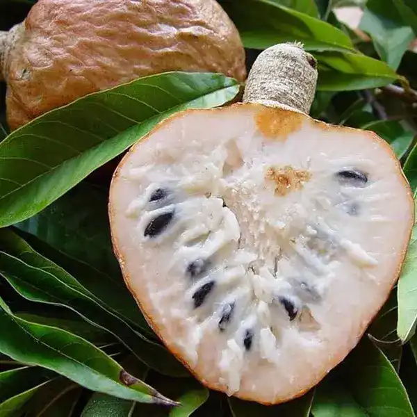 Red Custard Apple (Annona reticulata)