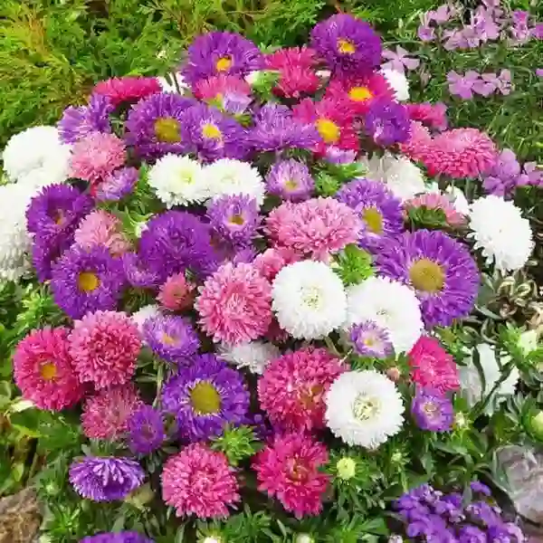 Aster plant – Seeds