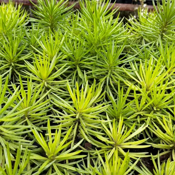 Senecio barbertonicus (Bush Senecio)