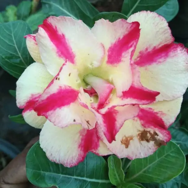 Adenium Plant - 64