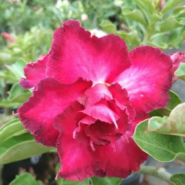 Adenium Plant - 65