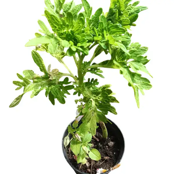 Coleus plant-C 03