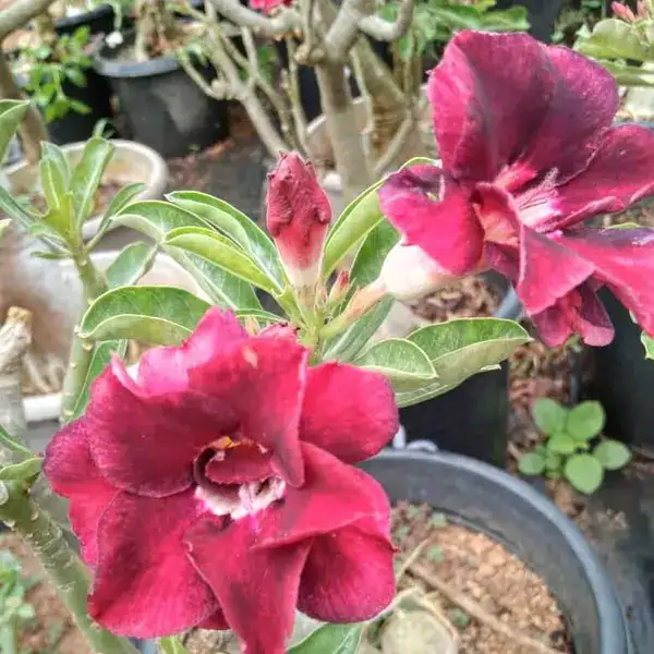 Adenium Plant - 66