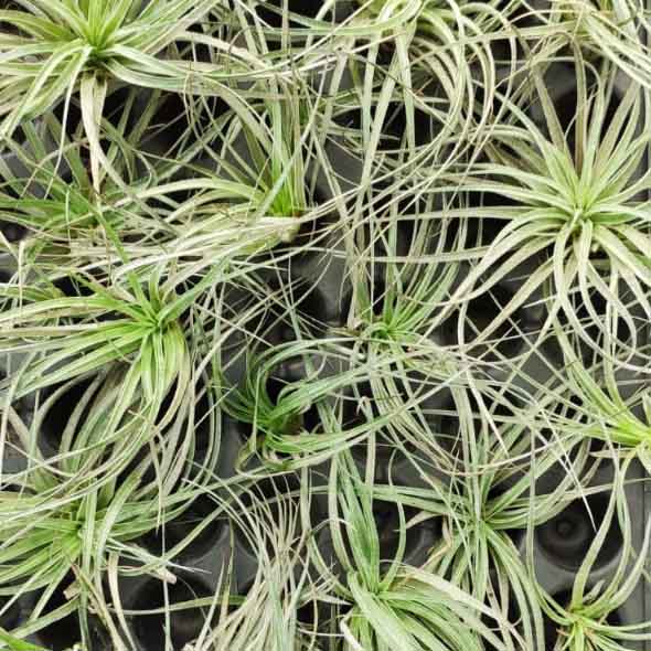 Tillandsia Stricta (Air plant) - Image 2