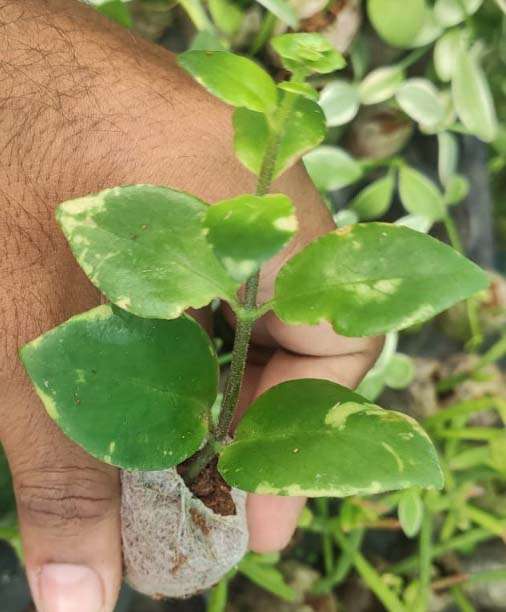 Lipstick Plant Variegated - Image 3