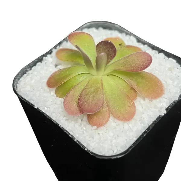 pinguicula 'Johanna'