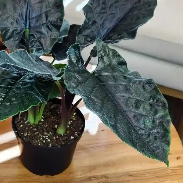 Alocasia Antoro Velvet