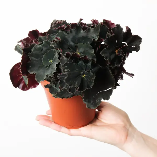 Begonia Dark Mambo