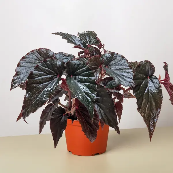 Begonia Black Magic
