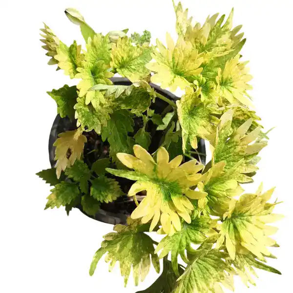 Coleus plant-C 02