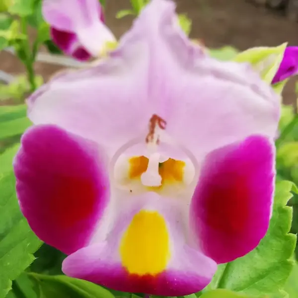 Torenia fournieri Plant- Duchess Pink